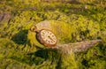 Still life antique rotten pocket watch and sea shell on green algae Royalty Free Stock Photo