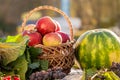 Still life of apples in a basket, watermelon and grapes_ Royalty Free Stock Photo