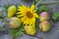 Still life with apples, pears and a sunflower flower. Vegetables, berries and flowers on a wooden background Royalty Free Stock Photo