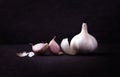 A still life arrangement of Three whole garlic bulbs grouped on Royalty Free Stock Photo