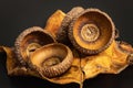 Still life of autumn  elements including acorn caps and an oak leaf Royalty Free Stock Photo