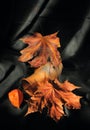 Still life with autumn leaves and phisalis