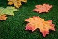 Autumn fallen maple leaf on the green lawn