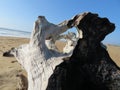 Still life on the beach dry trunk burned Royalty Free Stock Photo