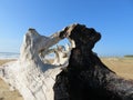 Still life on the beach dry trunk burned Royalty Free Stock Photo