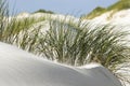 Still life of beach grass on Amrum, a German North Sea island. Royalty Free Stock Photo