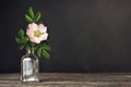 Still life with beautiful rose in vase on dark grunge background with copy space Royalty Free Stock Photo