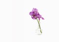 Still life with a beautiful fresh spring flower purple Iris in a glass vase bottle isolated on white background. Minimal Royalty Free Stock Photo