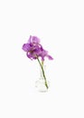 Still life with a beautiful fresh spring flower purple Iris in a glass vase bottle isolated on white background. Minimal Royalty Free Stock Photo
