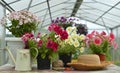 Still life with beautiful petunia flowers in pots, watering can and straw hat in greenhouse