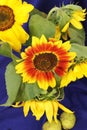 Still life of beautiful sunflowers bouquet in a vase on a blue background Royalty Free Stock Photo