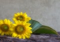 Still life beautiful sunflowers Royalty Free Stock Photo