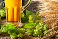 Still Life with Beer and Hops Royalty Free Stock Photo