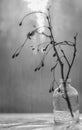 Still-life. Black and white photo of a dry branch in a glass vase on the background of the window Royalty Free Stock Photo