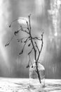 Still-life. Black and white photo of a dry branch in a glass vase on the background of the window Royalty Free Stock Photo