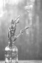 Still-life. Black and white photo of dry reeds in a glass vase on the background of a wet window. Royalty Free Stock Photo