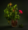 Still life with blooming geraniums on a dark background.