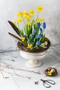 Still life with blue grape hyacinth, daffodils and viola flowers in the old vintage ceramic vase. Royalty Free Stock Photo