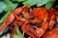 Still Life with boiled crawfish