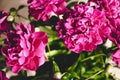 Lots of pretty and romantic flowers peonies in floral shop.