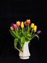 A still life with a bouquet of colourful tulips in a white vase in front of black background Royalty Free Stock Photo