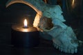 Still life with a bouquet of protea, black burning candle and a goat skull on a dark background, selective focus