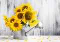 Still life bouquet sunflowers watering can Royalty Free Stock Photo