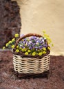 Still life with a bouquet of wild summer flowers in a wicker basket. Royalty Free Stock Photo