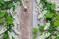 Still life with branch of blossom bird cherry Royalty Free Stock Photo