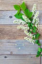 Still life with branch of blossom bird cherry Royalty Free Stock Photo