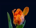 Macro of a wide open single isolated parrot tulip blossom with green leaves on dark blue background Royalty Free Stock Photo