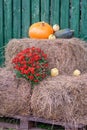 still life with bright pumpkin, autumn harvest time Royalty Free Stock Photo