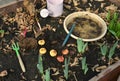 Still life with bulbs of gladiolus flowers in greenhouse, gardening and farming concept