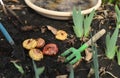 Still life with bulbs of gladiolus flowers in greenhouse