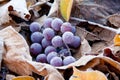 Still life - Bunch of ripe grapes lies on the foliage covered with hoarfrost