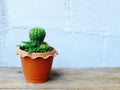 Still life cactus plants on wooden background textured Royalty Free Stock Photo