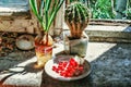 Still life with cactus, red currant and sprouted green onion on a dirty old windowsill Royalty Free Stock Photo