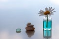 Still life with chamomile stuck in a bottle with aromatic oil and stones in the form of a pyramid beside and glass. Royalty Free Stock Photo