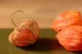 Still life, Chinese lantern, picked from the garden Royalty Free Stock Photo