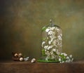 Still life with cloche with flowering branches