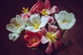 Still life close up bouquet of white and pink tulips. Macro photo of delicate spring flowers on dark background Royalty Free Stock Photo