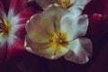 Still life close up bouquet of white and pink tulips. Macro photo of delicate spring flowers on dark background Royalty Free Stock Photo