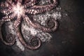 Still Life Close Up of Tentacles of Raw Octopus and Shrimp Lying on Cold Metal Royalty Free Stock Photo