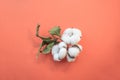 Still life closeup shot of a branch of cotton flowers on an orange background