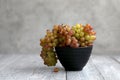 Still life with colored grapes in a black bowl on a gray wooden table Royalty Free Stock Photo