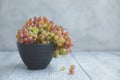 Still life with colored grapes in a bowl on a gray wooden table in day light Royalty Free Stock Photo