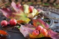 Still life with colorful autumn leaves and small apples