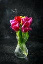 Still life with colorful tulip flowers bouquet in glass vase on black background Royalty Free Stock Photo