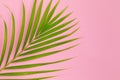 Still life colour photo palm leaf on pink background top view fl