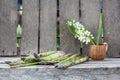 Still life composition with asparagus and ceramic pot with lily-of-the-valley flowers Royalty Free Stock Photo